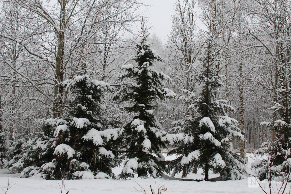 Снег в Нижнем Новгороде выпадет только в ноябре