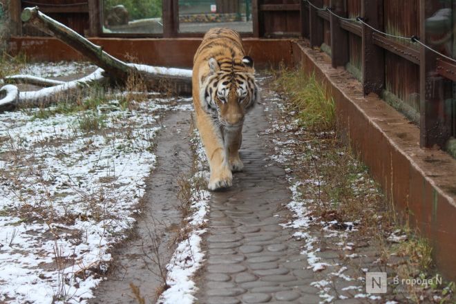 Фоторепортаж из &laquo;Лимпопо&raquo;: как животные подготовились к зиме в нижегородском зоопарке - фото 18