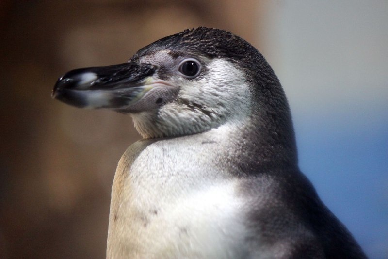 Еще четыре пингвина прибыли в нижегородский зоопарк - фото 1