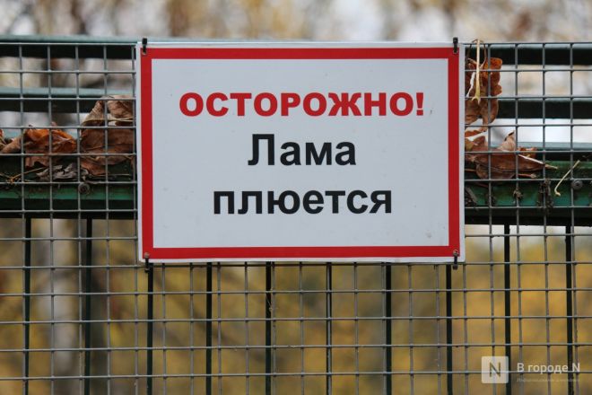 Детки в объективе: показываем милых малышей, которые родились в нижегородском зоопарке «Лимпопо» - фото 46