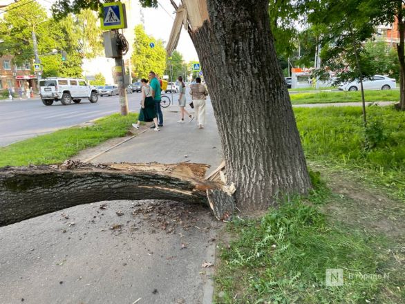 Появились фото с места падения дерева на легковушку в Нижнем Новгороде - фото 3
