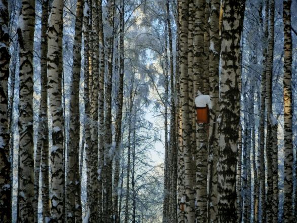 Аномальные морозы в Нижнем Новгороде: фоторепортаж из заснеженных парков - фото 11