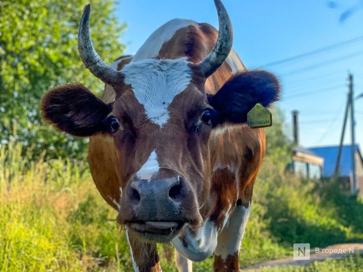 Крупную животноводческую ферму хотят построить в Нижегородской области - фото 1