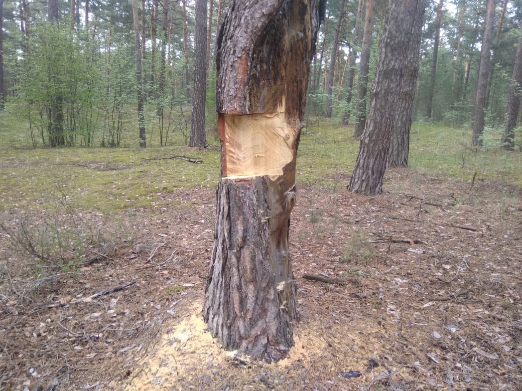 Нелегального лесоруба по следам на коре выследили в деревне Волосово