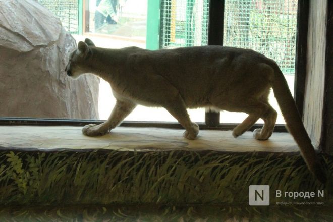 Новоселье больших кошек: уникальные вольеры появились в нижегородском зоопарке - фото 47