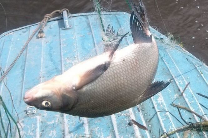 В Нижегородской области спасли 3,5 тысячи рыб из браконьерских сетей - фото 1