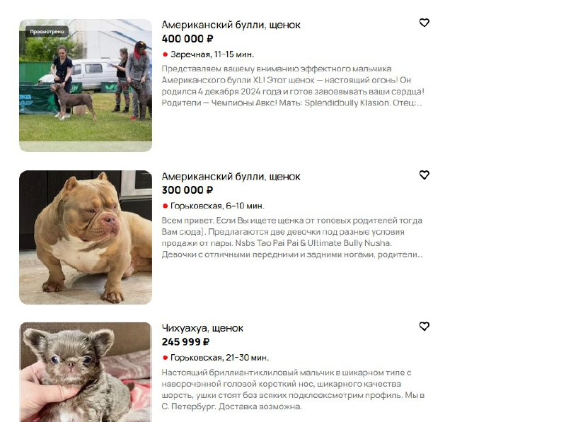 Шарик по цене тура на Мальдивы: 10 самых дорогих собак в Нижегородской области - фото 4