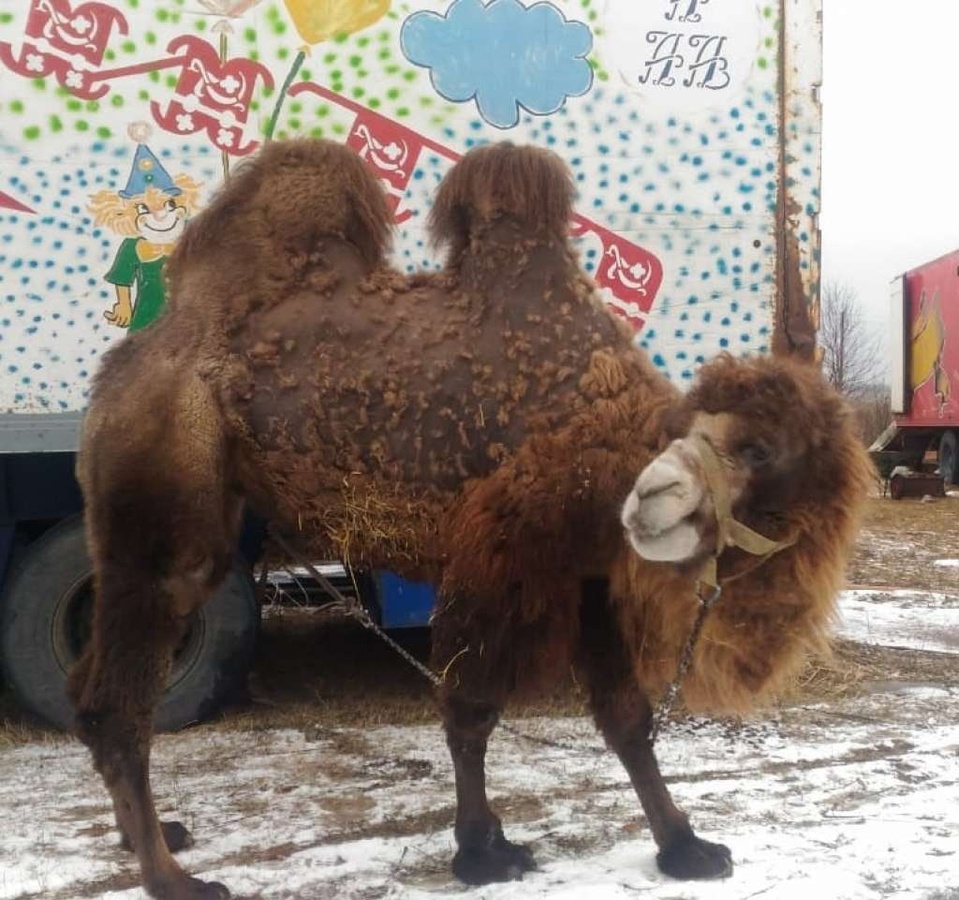 Нижегородцы спасли верблюдиц из передвижного цирка в Воронеже - фото 1