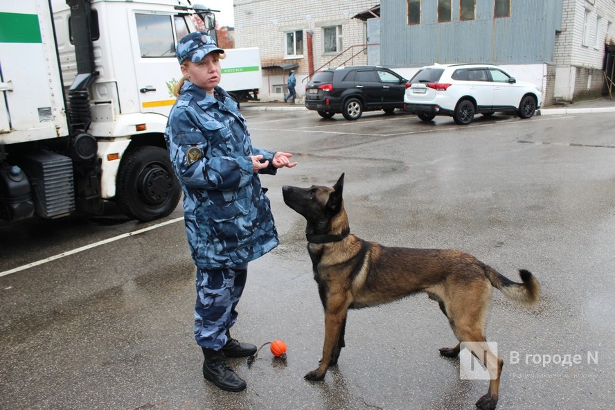 Четвероногие коллеги: как проходят будни нижегородских служебных собак - фото 14
