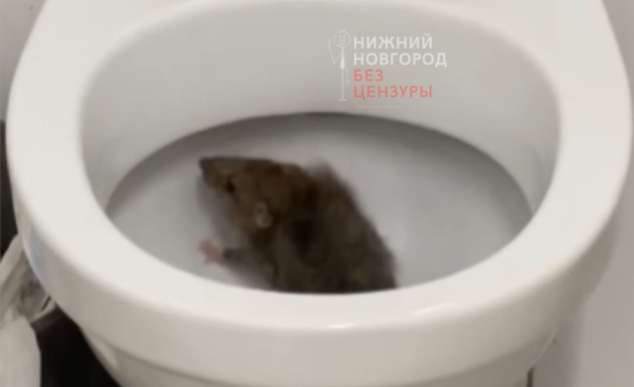 Туалеты в Кремле будут проверять чаще после ситуации с застрявшей крысой  - фото 1