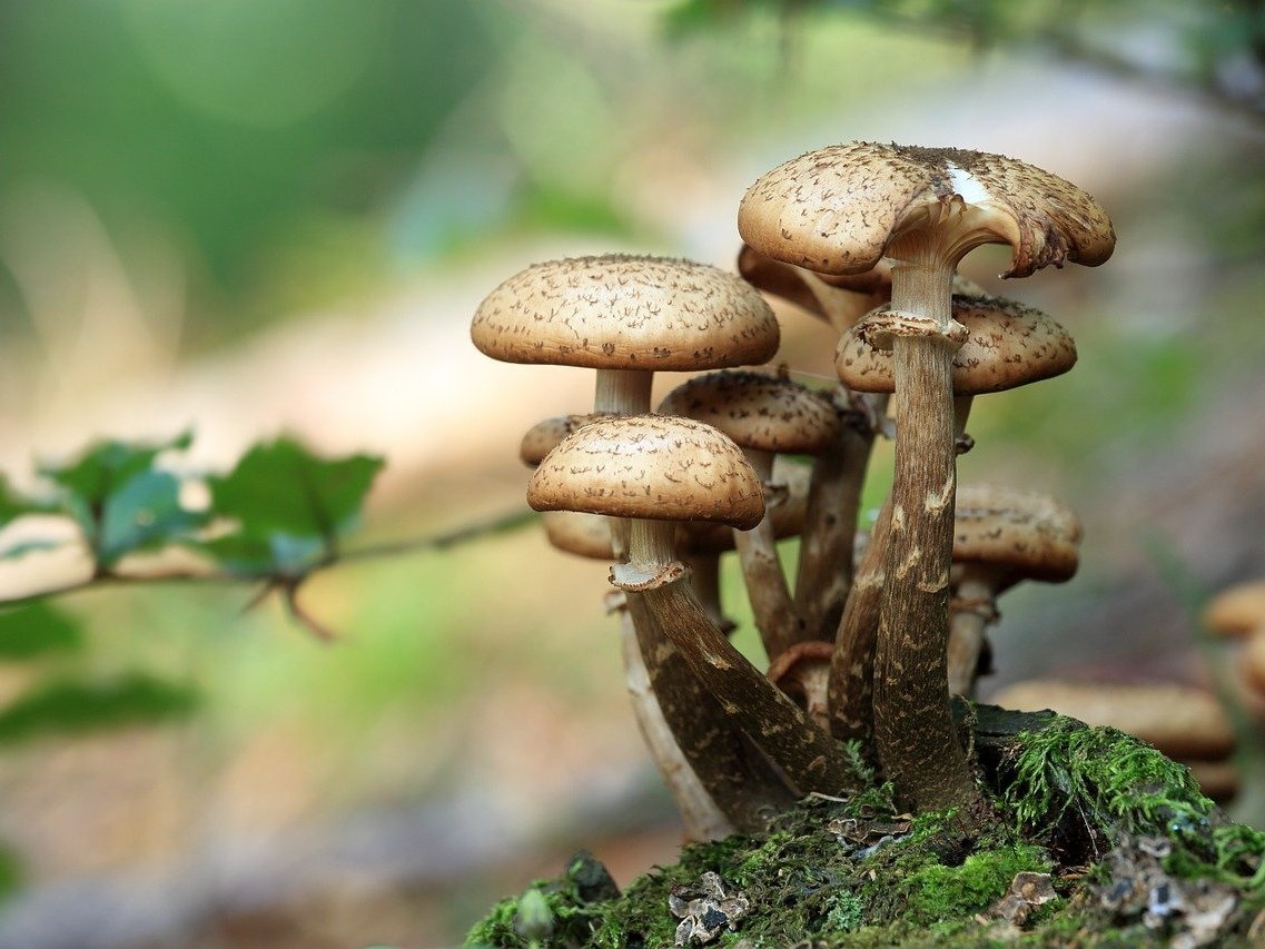 11 нижегородцев, в том числе ребенок, отравились грибами с начала года - фото 1