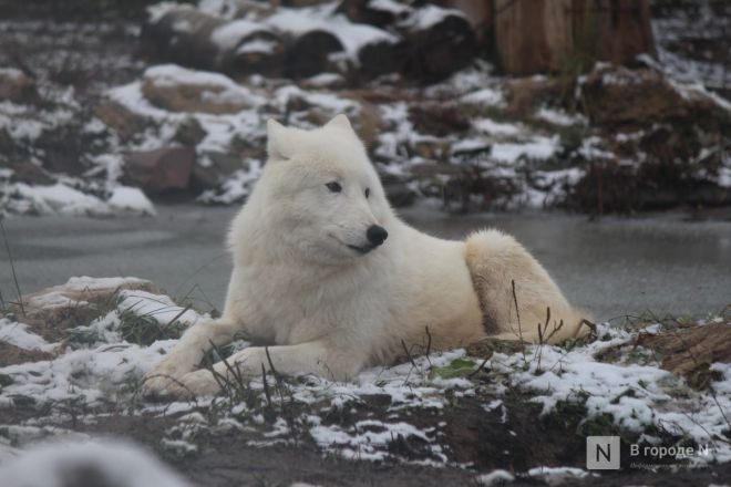 Фоторепортаж из &laquo;Лимпопо&raquo;: как животные подготовились к зиме в нижегородском зоопарке - фото 55