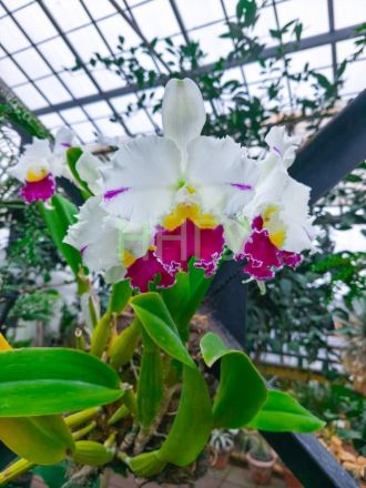 Опубликованы фото экзотических цветов, распустившихся в Ботаническом саду ННГУ - фото 1