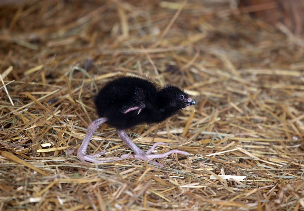 Опубликованы милые фото зверей, родившихся в нижегородском «Лимпопо» - фото 1