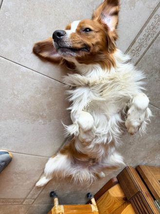 Председатель ЗСНО Евгений Люлин рассказал о смерти своей собаки - фото 3