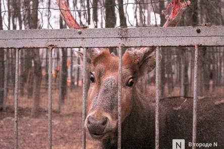Чем живет &laquo;Мишутка&raquo;: репортаж из закрытого нижегородского зоопарка