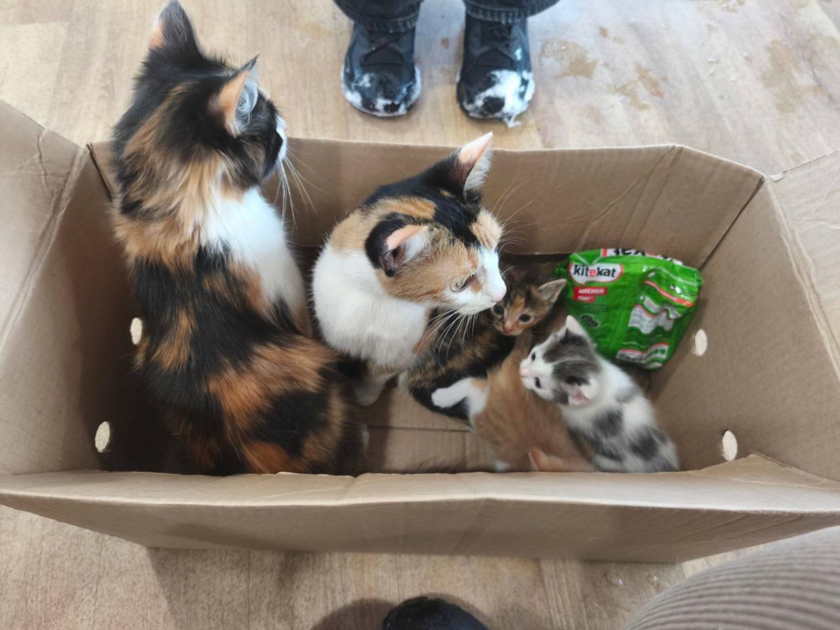 Коробку с пятью кошками принесли в нижегородский приют - фото 1