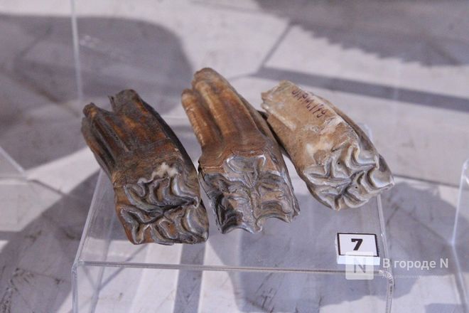 Ледниковый период по-нижегородски: палеонтологическая выставка открылась в Кремле - фото 47