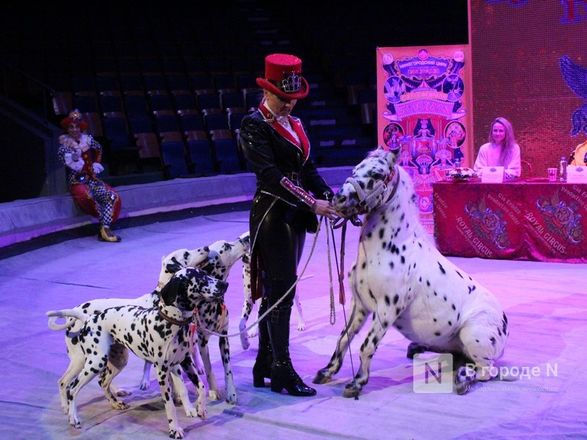 Возвращение &laquo;Бурлеска&raquo;: Нижегородский цирк открывается уникальным шоу Гии Эрадзе - фото 41