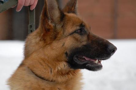 Служебные собаки проверят места новогодних гуляний в Нижнем Новгороде