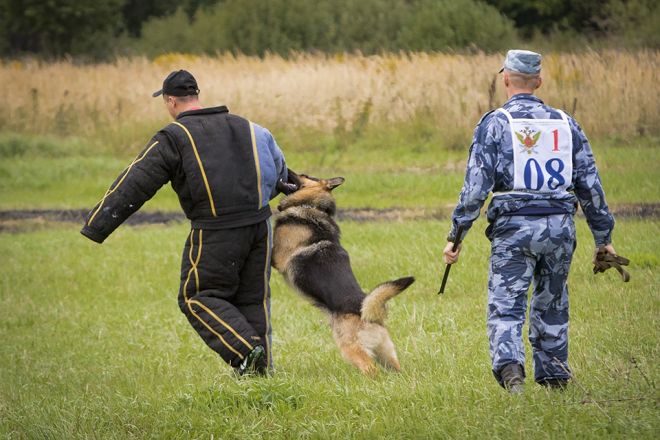 Четвероногие коллеги: как проходят будни нижегородских служебных собак - фото 20