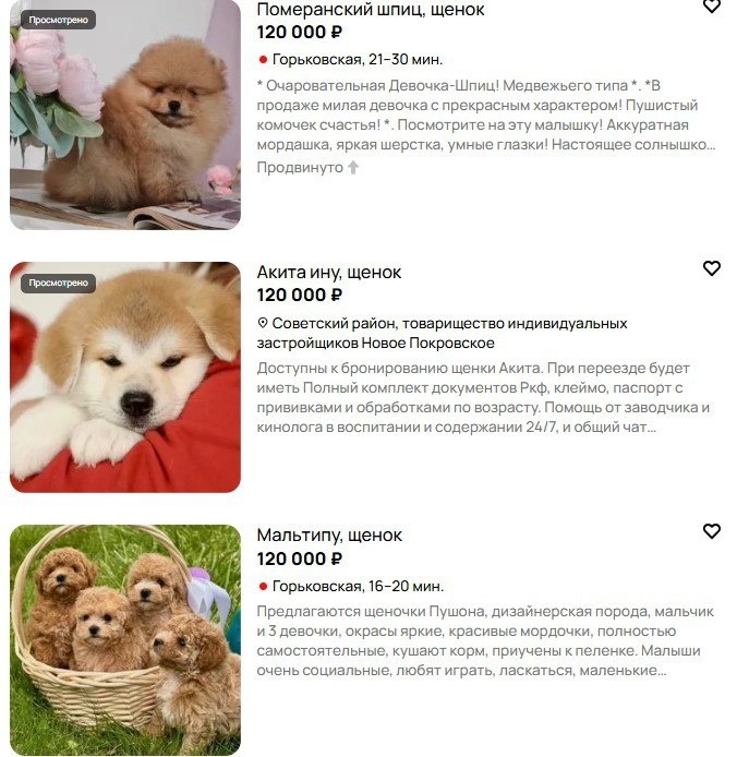 Шарик по цене тура на Мальдивы: 10 самых дорогих собак в Нижегородской области - фото 2