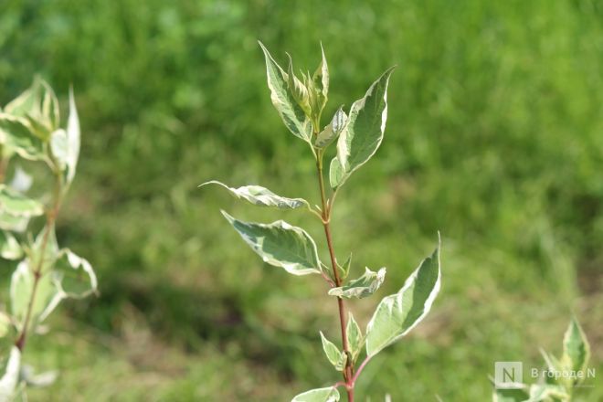 Благоустройство &ndash;  2025: смотрим, как меняются пространства в районах Нижнего Новгорода - фото 111