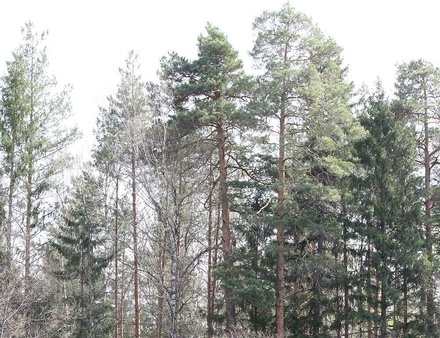 В Семеновском районе незаконно вырубили елки на 1,3 млн рублей