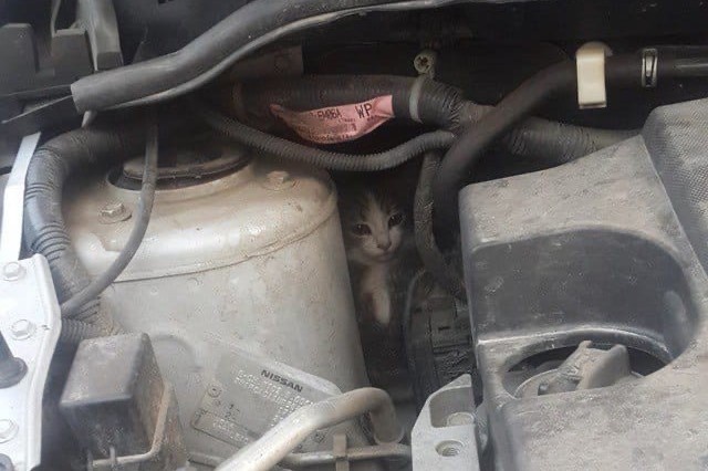 Несколько кошек спасли из-под капотов автомобилей в Нижнем Новгороде - фото 1