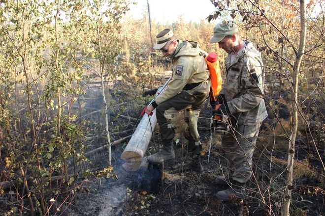 Пожар произошел в Керженском заповеднике из-за удара молнии - фото 3