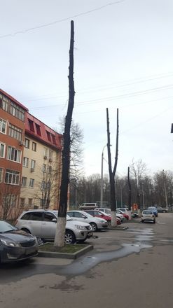 Инцел-активист Поднебесный начал борьбу против варварского отношения к деревьям в Нижнем Новгороде - фото 5