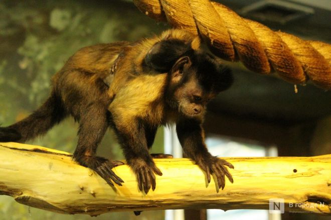 Детки в объективе: показываем милых малышей, которые родились в нижегородском зоопарке «Лимпопо» - фото 41