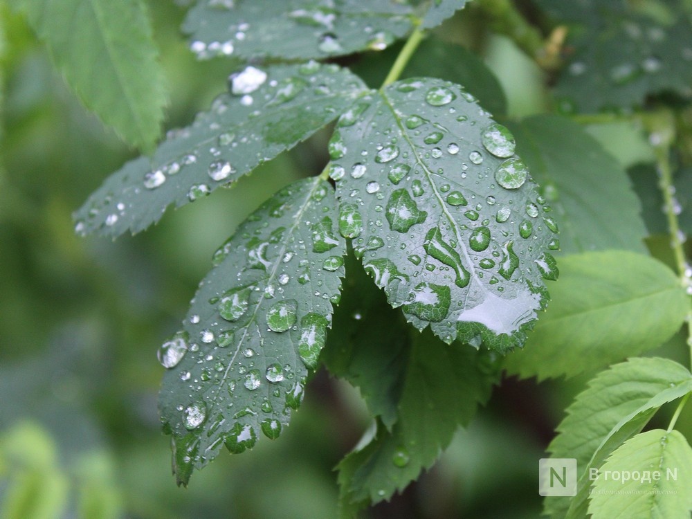 Пасмурную и дождливую погоду принесет нижегородцам первая неделя лета - фото 1