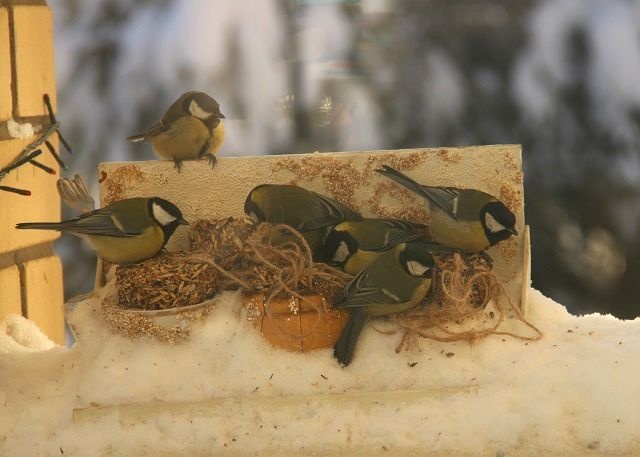 Акция «Покормите птиц» проходит в Нижегородской области