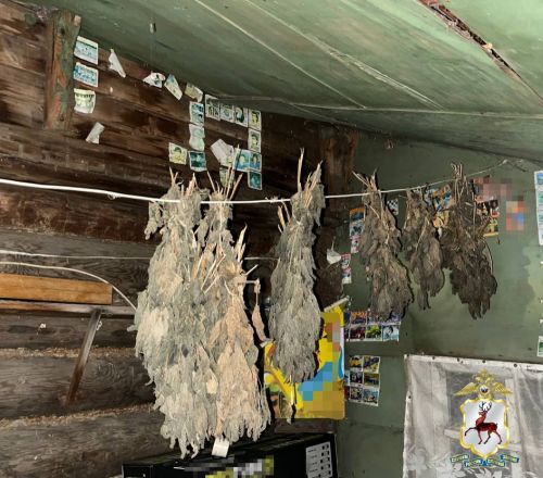 Две наркофермы и винтовку с патронами обнаружили у 41-летнего нижегородца - фото 2