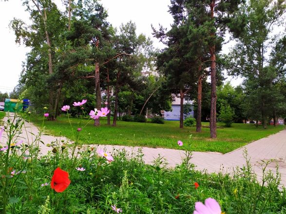 Около 11,5 тысяч деревьев и кустарников посадят в Сормове в 2021 году - фото 2