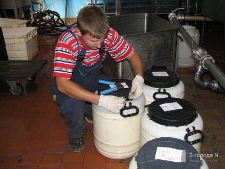 Производство молока увеличилось в Нижегородской области на 175,5 тысяч тонн