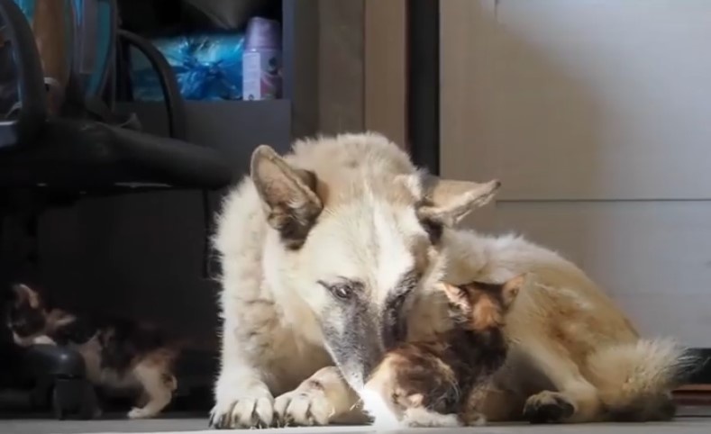 Собака-нянька из Нижнего Новгорода прославилась на всю Россию - фото 1