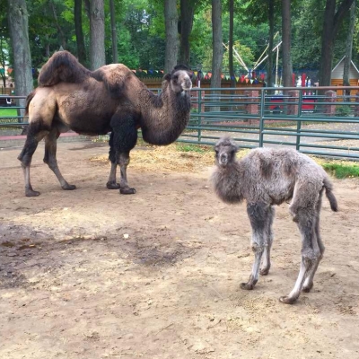 Верблюжонок впервые родился в балахнинском зоопарке (ФОТО) - фото 1