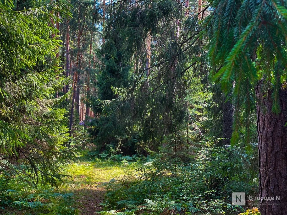 Запрет на посещение лесов введут в Нижегородской области - фото 1