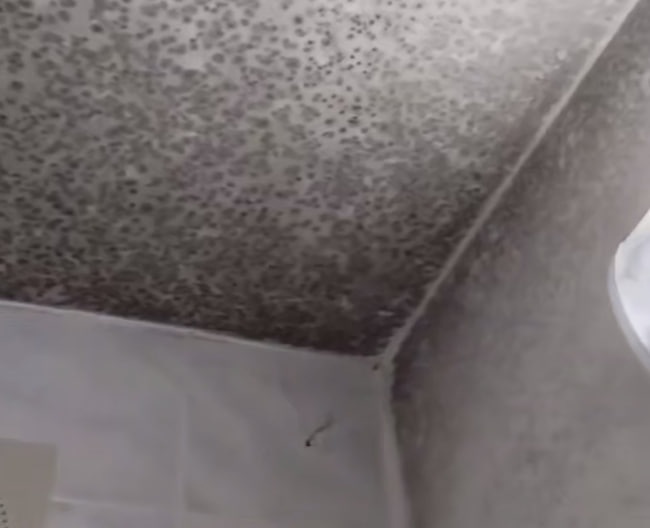 НГАТУ отреагировал на жалобы на плесень в туалете в общежитии - фото 1