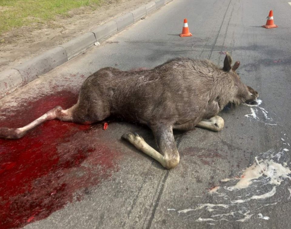 Внедорожник сбил насмерть лося в Московском районе - фото 1