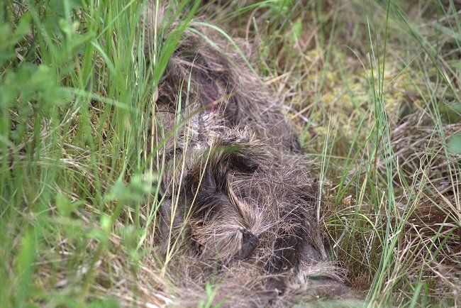 В Керженском заповеднике хищники две недели ели лося - фото 1