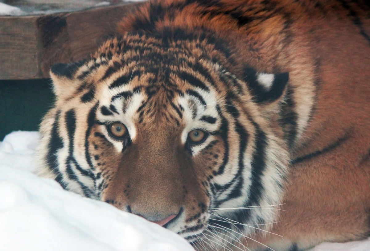 Нижегородцев попросили не запускать салют у &laquo;Лимпопо&raquo;: животным грозит инфаркт - фото 1