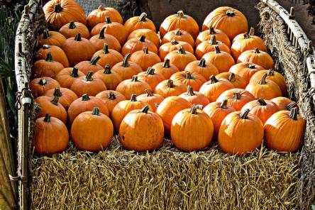 Главный символ Хэллоуина и карета для Золушки: выбираем правильную тыкву