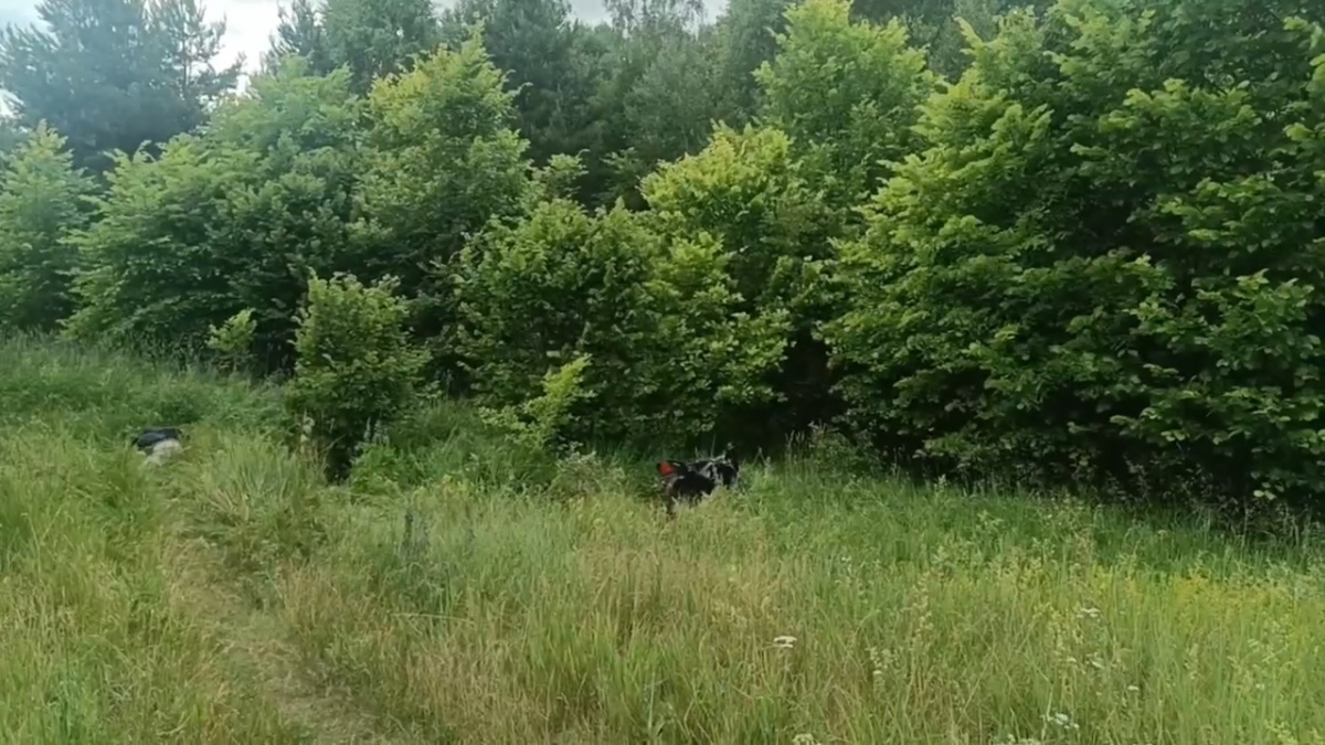 Мотоциклист погиб в лесном массиве Бутурлинского округа - фото 1