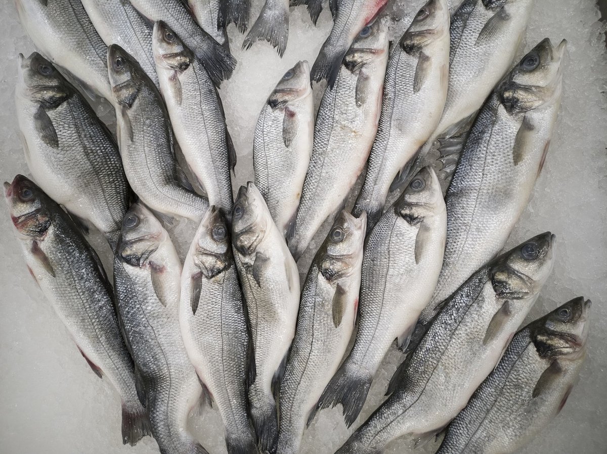 На 75 тонн увеличилось производство рыбы в Нижегородской области - фото 1