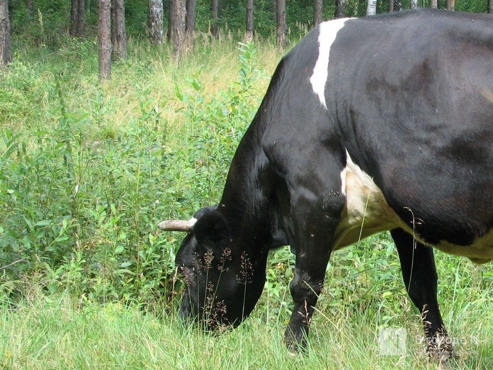 440 млн рублей получили нижегородские аграрии на поддержку молочного животноводства