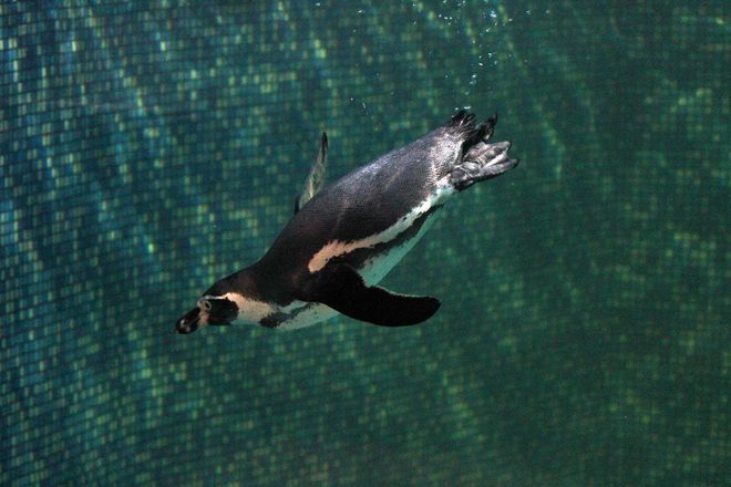 Пингвины Гумбольта прибыли в нижегородский зоопарк - фото 3