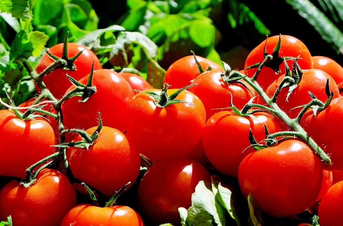 Производство тепличных овощей увеличилось в два раза в Нижегородской области